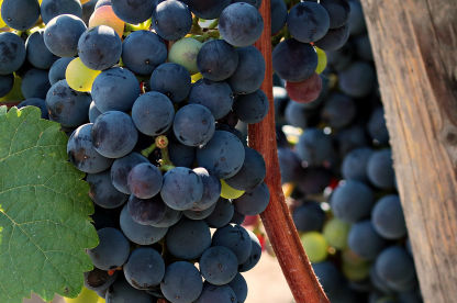 Finest Wines of the World