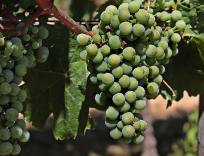 Great Wines